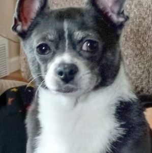 Meet your Posher, Pablo